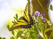 Пелагия заступница: приметы и обряды на 17 мая