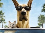 Как комфортно путешествовать с животными? 