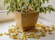 У фикуса опадают листья