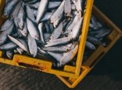 Цифровизация в рыболовстве: право на вылов рыбы можно будет получить на онлайн-аукционе