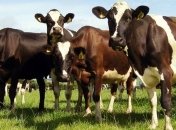 Обнаружена связь между размерами клеток печени и продолжительностью жизни животных