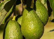 Этот фрукт особенно полезен для здоровья сердца (Фото)