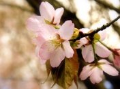 Зацветет ли сакура в Ужгороде?