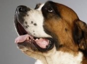 Запах псины в квартире: причины и эффективные методы устранения