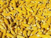 Последствия коронавируса: В Украине цены на кукурузу идут на спад