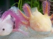 Найден способ выращивания рук и ног