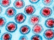 "Кто ты и откуда?": новообнаруженный бразильский вирус поставил ученых в тупик