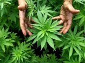 В Запорожской области полиция обнаружила три посева наркосодержащих растений