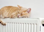 Кот на батарее