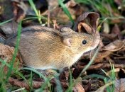 "Молчание" энторинальной коры рассказало биологам о провалах в памяти