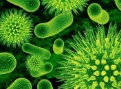 Во льдах на Марсе могут сохраниться бактерии 