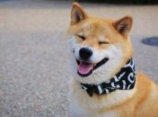 Ученые: собаки, как и люди умеют обмениваться мыслями 