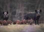 Министр земледелия Польши против "антикабаньего" забора