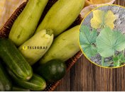 Огородники жалуются на проблемы с выращиванием кабачков