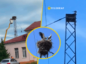Гнездо стало визитной карточкой города