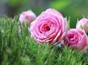 Милые поздравления с днем рождения в стихах на 17 марта