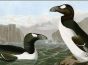 Кто виноват? Что стало причиной вымирания бескрылых гагарок