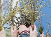 Православные христиане отмечают сегодня Вербное воскресенье