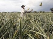 Секвенированный геном ананаса поможет вырастить суперпшеницу  