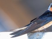 Ласточки не вернулись в небо Британии этим летом: орнитологи обеспокоены