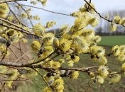 Ночью заморозки, а днем жара: какой будет погода в ближайшие дни 