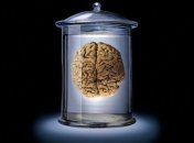 Ученым удалось создать прозрачный мозг