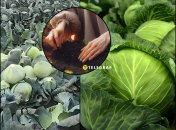 Сорт капусты "Тайсон" имеет ряд преимуществ