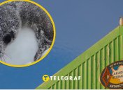 Невероятно милое видео: украинские полярники показали арктические "ясельки"