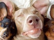 Позитивные картинки порадуют каждого в летний вечер