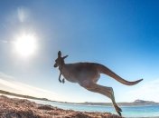 Ученые выяснили, как выглядели кенгуру тысячи лет назад