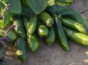 Зная правила полива, можно получить здоровый и вкусный урожай огурцов