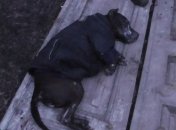 У Сумах жінка знущалась зі своїх собак (Фото)