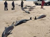 У берегов Африки загадочно погибают дельфины: найдено уже более 100 тел (фото)