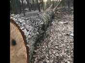 В Киеве под видом "сухостоя" вырубили вековые дубы (фото)