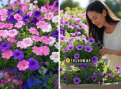 Цветение петуний можно сделать более пышным и красивым