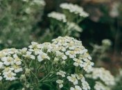 Сорняки – главное проблема дачников