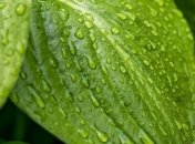 "Хирург без ножа": полезные свойства подорожника