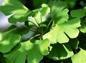 Ученые расшифровали ДНК растения, которое может пережить ядерный взрыв