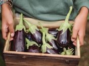 Запеченные, тушеные и по-корейски: рецепты вкусных блюд из баклажанов 