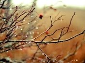 Прогноз погоды в Украине на 9 ноября: во всех регионах будут дожди