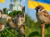 У природі є два види горобців