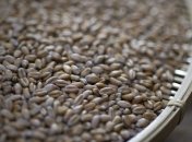 В 2013 году Украина может остаться без продовольственного зерна