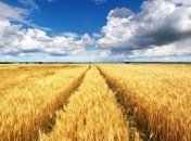 Украина собрала уже почти 43 млн тонн зерна 