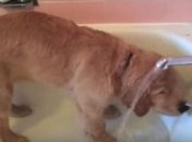 Забавный щенок самостоятельно принимает ванну (Видео)