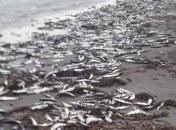 На Сахалине побережье усыпали тонны выбросившейся на берег сельди (видео)