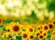 26 июля. Приметы дня