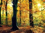 Погода в Украине на 20 ноября: почти во всех областях будет пасмурно