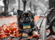 Пес з паспортом