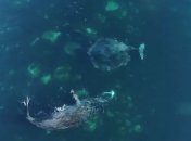 Ученые впервые в истории наблюдали, как линяют киты (Видео)