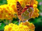 Прогноз погоды на 26 августа: по всей Украине будет жаркая погода